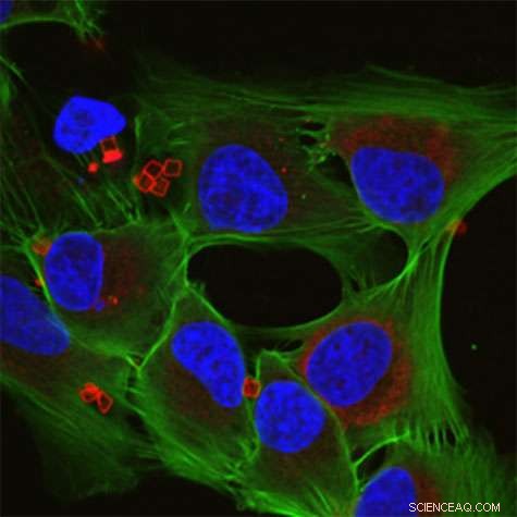 Optimizing Microcapsule Shape and Flexibility Enhances Tumor Drug Delivery