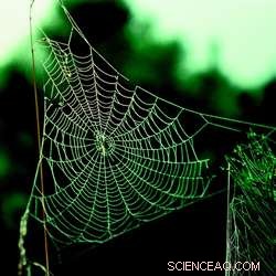 Light-Based Technique Reveals Spider Silk Proteins Stretch Fivefold