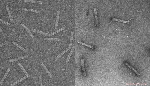 DNA Trojan Horse Delivers Chemotherapy to Drug-Resistant Cancer Cells