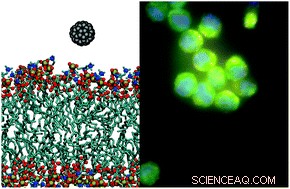 Immune Cells Can Be Evaded by Certain Carbon Nanomaterials