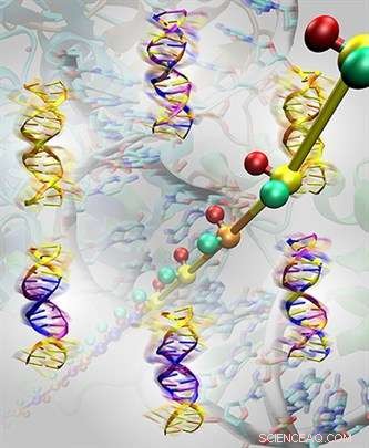 Revolutionary DNA Flexibility Model Illuminates Molecular Dynamics