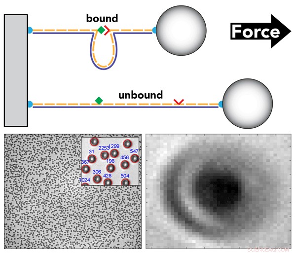 Making High-Throughput Single-Molecule Force Analysis Accessible to All Labs