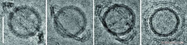 Scientists Develop Nanoscale Vesicles for Targeted Cellular Delivery