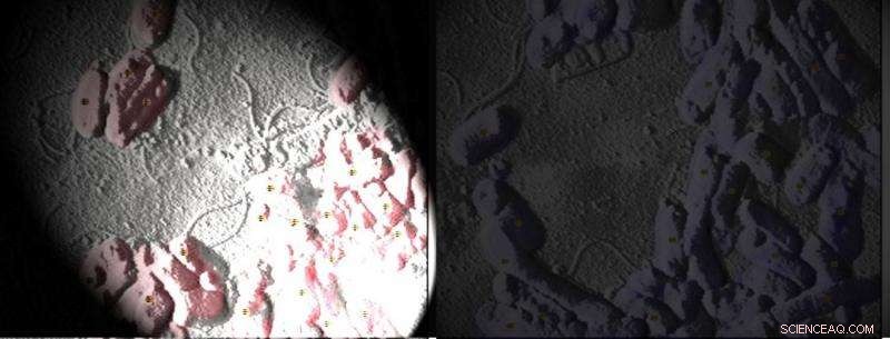 Combating Superbugs: Harnessing Nanotechnology and Light for Powerful Antimicrobial Solutions