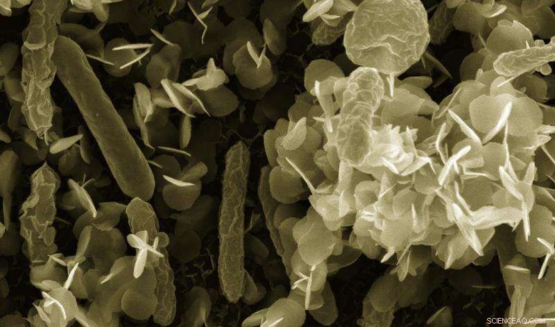 Organic Nanowires Unveil Superior Charge Transport, Outperforming Current Technologies