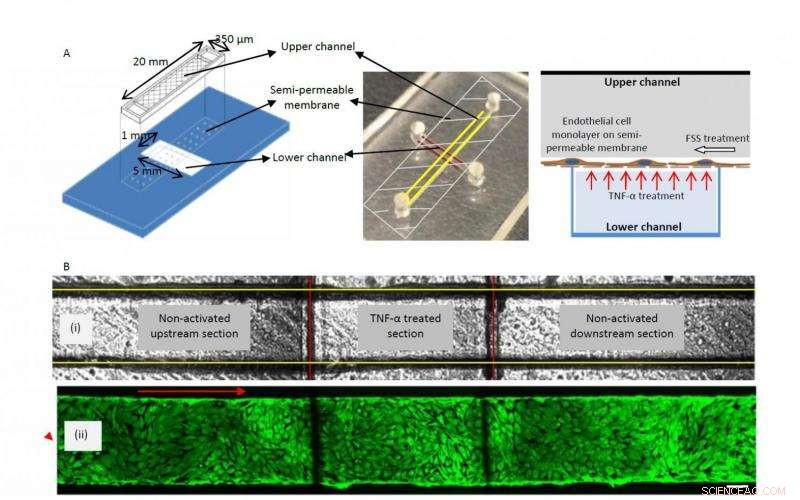 Engineered Blood Vessel Model Paves Way for Advanced Precision Medicine
