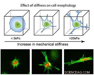 Innovative Hydrogel Strengthening Technique Guides Stem Cell Differentiation