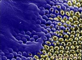 Carbon Nanotube Honeycomb Enhances Gene Delivery Efficiency