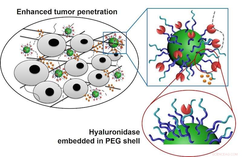 Tailored Nanovehicle Coatings Enhance Tumor Penetration of Cancer Drugs