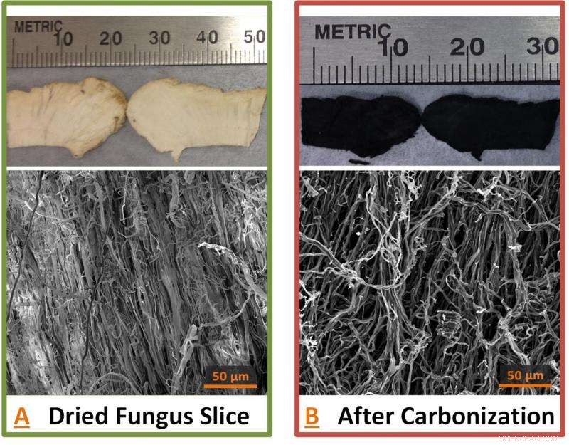 Scientists Develop Eco-Friendly Battery Anodes from Wild Mushrooms