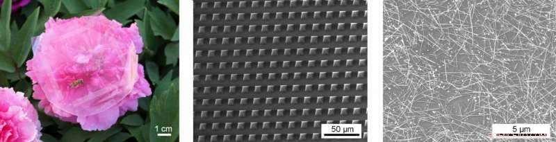 Touch‑Powered Smart Skin Harvests Energy: Transparent Technology for Self‑Powered Devices