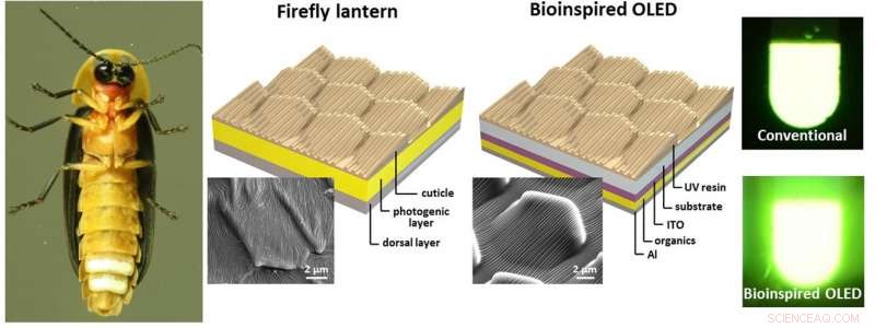 Scientists Harness Firefly Design to Boost OLED Efficiency