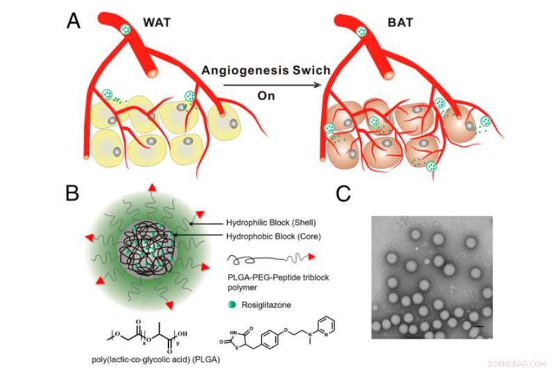 Revolutionary Nanoparticle Therapy May Transform Obesity Treatment