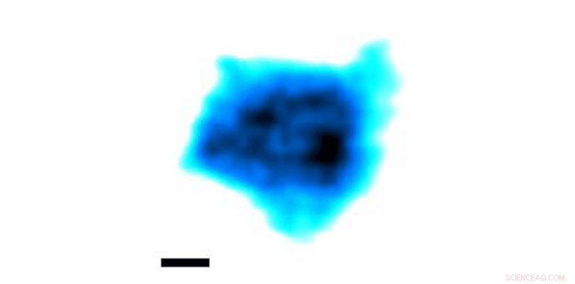 Ultra‑Fast AFM Captures Live Nuclear Pore Complexes in Action