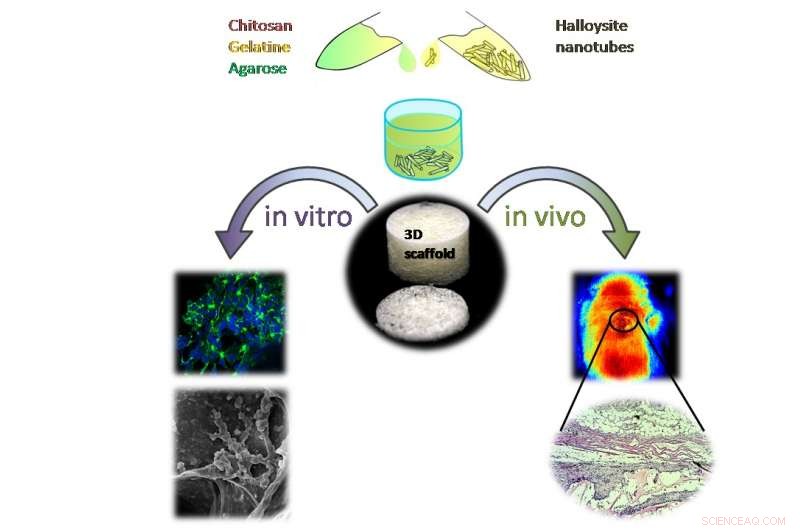 Innovative Clay Nanotube-Biopolymer Scaffolds for Advanced Tissue Engineering
