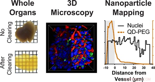 Enhancing Nanomedicine: Transparent Organs Reveal Nanoparticle Pathways