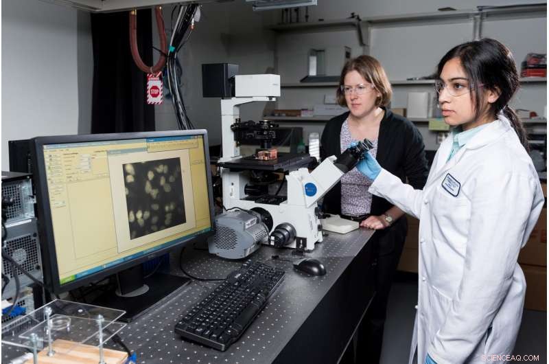 Subtle Oxidative Stress Gene Modulation by Common Food-Grade Nanoparticles