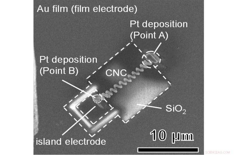 Exploring Electron Dynamics in Carbon Nanocoils: Insights from Advanced Imaging