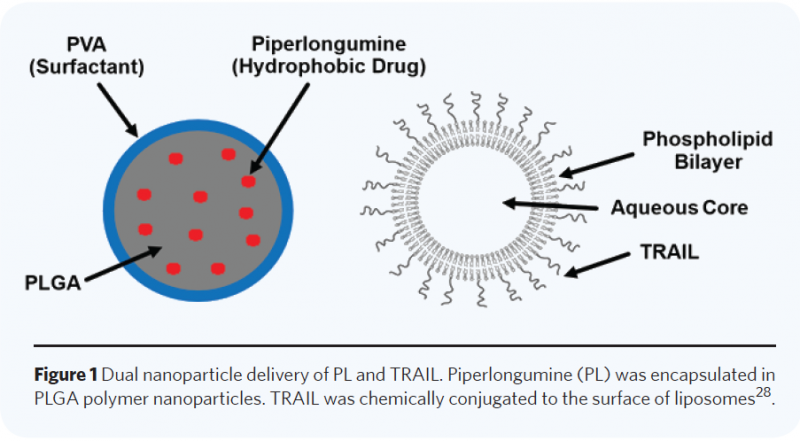 Advanced Two-Stage Nanoparticle System Delivering Piperlongumine and TRAIL for Enhanced Anti-Cancer Efficacy