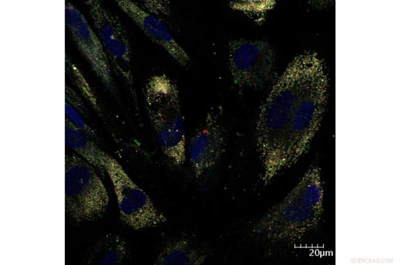 Precision Drug Delivery: Targeted Therapies for Enhanced Efficacy