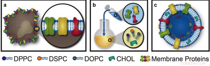 Nanoscale Trojan Horses Target Inflammation with Precision