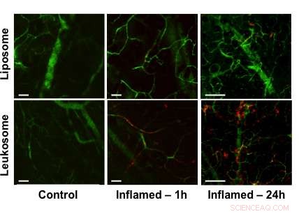 Nanoscale Trojan Horses Target Inflammation with Precision