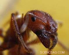 Revolutionizing Nanotechnology: The World s Smallest Engine Powers Tiny Robots