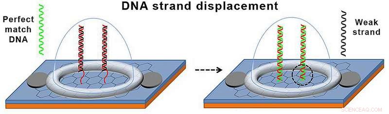 UC San Diego Engineers Unveil Graphene-Based Biosensor for Rapid DNA Mutation Detection