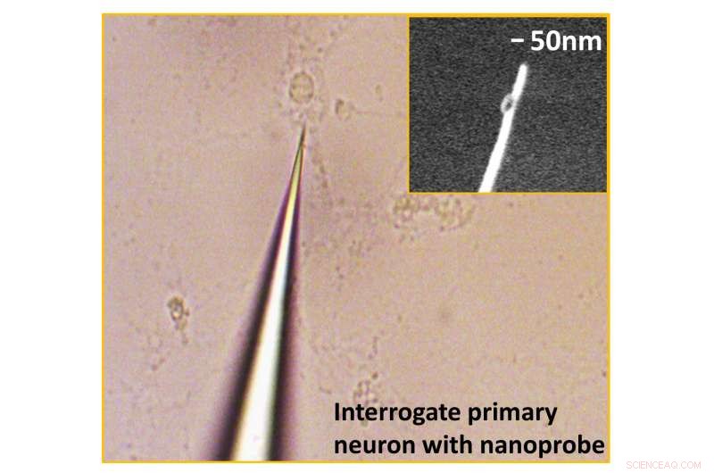 Nanoprobe Unveils Real‑Time Protein Dynamics in Living Cells