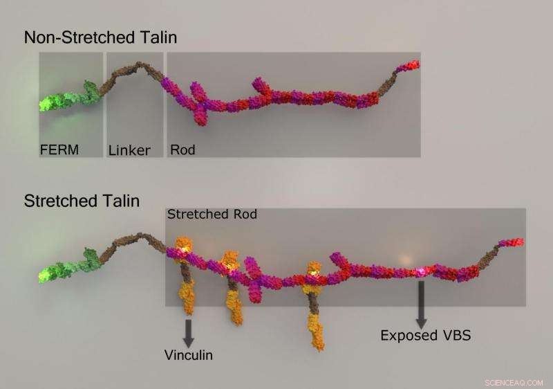 Multicolor Super‑Resolution Imaging: Real‑Time Monitoring of Protein Binding in Subsecond Intervals