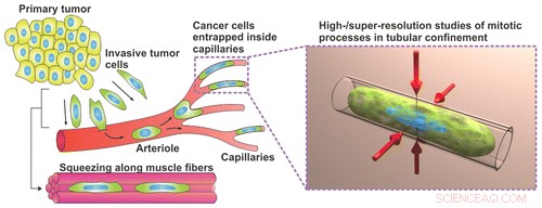 Unveiling How Cancer Cells Traverse Narrow Blood Vessels During Metastasis