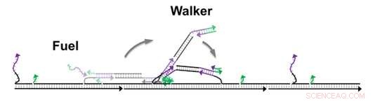 Record-Breaking Fuel Efficiency Achieved by DNA Nanomotor Legs