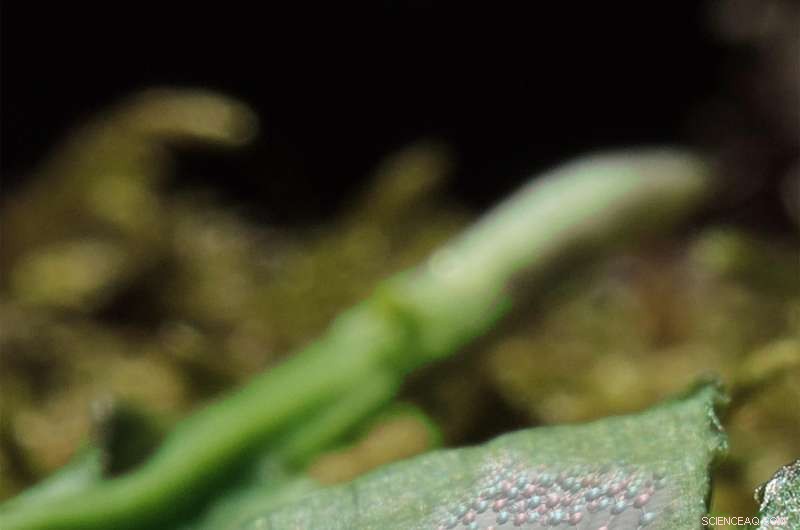 Electricity-Activated Surface Switches Stiction and Wetting