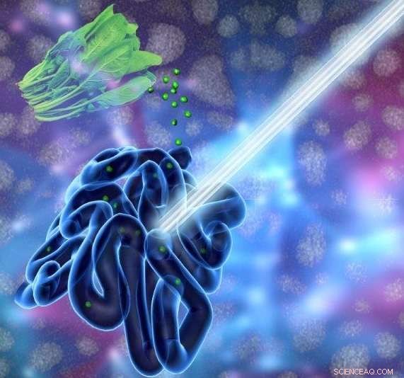 Chlorophyll Nanoparticles Light Up the Gut: A New Imaging Breakthrough