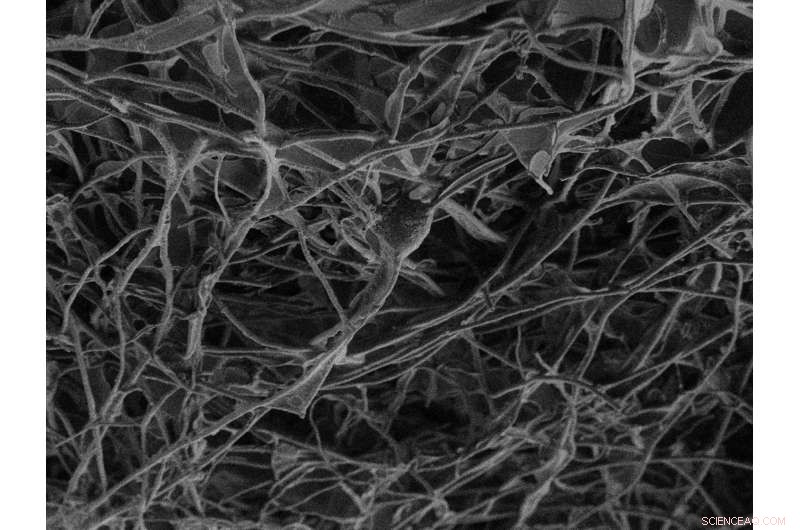 Carbon Nanotube Scaffold Bridges Neural Tissues, Restoring Functional Connectivity