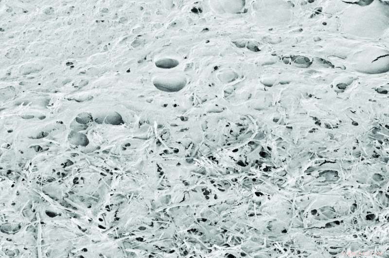 Carbon Nanotube Scaffold Bridges Neural Tissues, Restoring Functional Connectivity