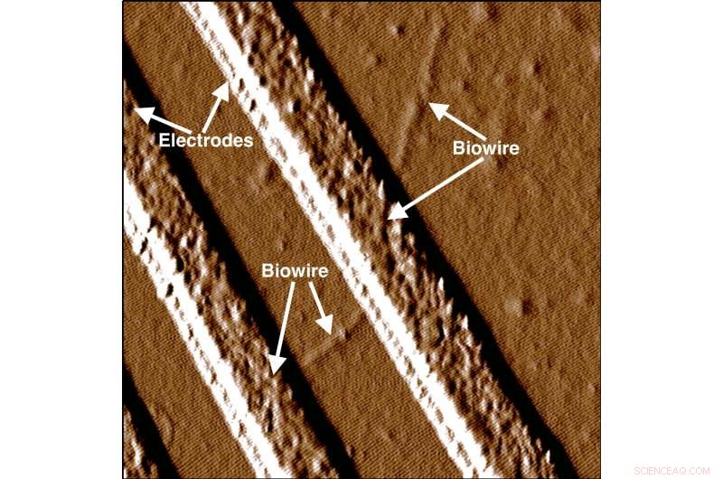 Eco-Friendly Electronics: Synthetic Biology Crafts Sustainable Materials