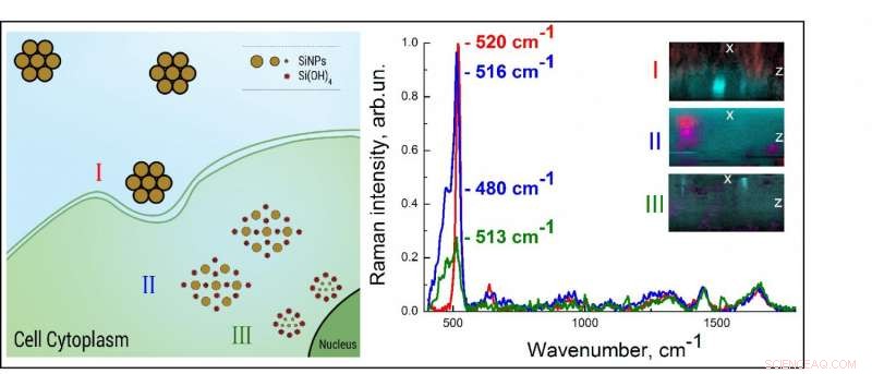 Safe, Effective Cancer Treatment: Scientists Develop Biodegradable Silicon Nanoparticles