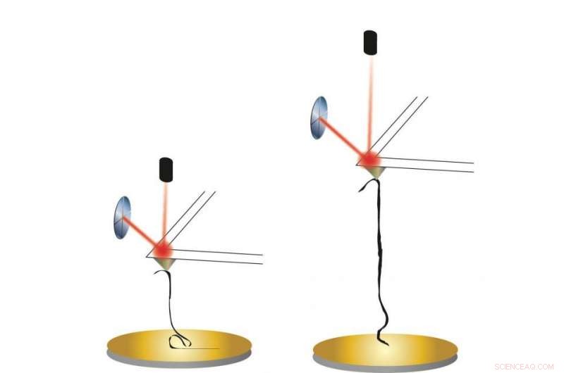 Graphene Nanoribbons Replicate Natural Structures in Solution