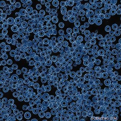 Harnessing Vortex Rings for Efficient Cell Delivery and Cell-Free Protein Synthesis