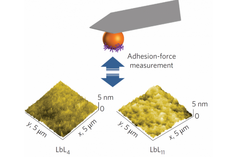 Mapping Barnacle Adhesion: How Protein Interactions Reveal the Footprint