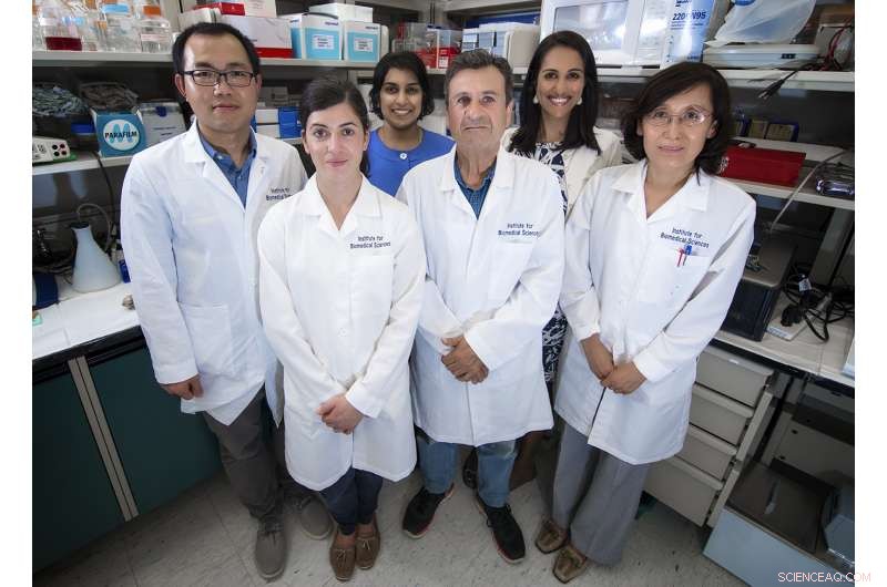 Scientists Convert Ginger into Nanoparticles to Treat Inflammatory Bowel Disease