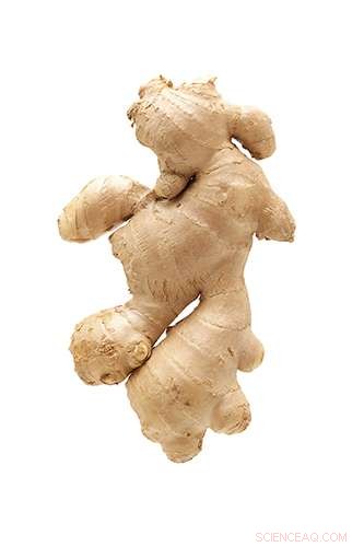 Scientists Convert Ginger into Nanoparticles to Treat Inflammatory Bowel Disease