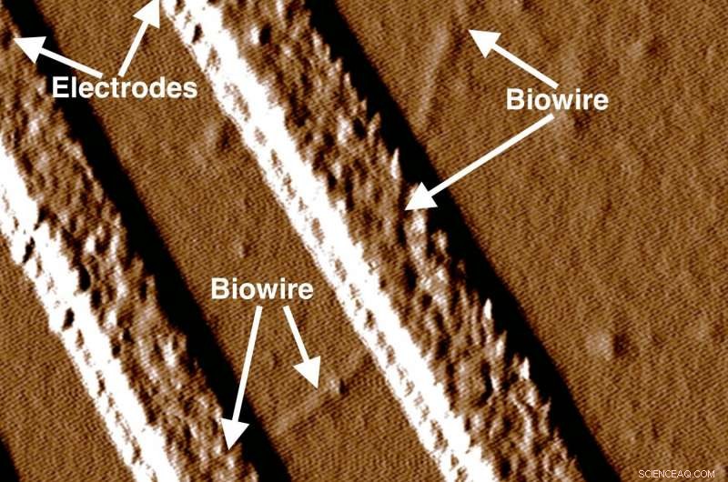 Scientists Engineer Ultra‑Thin Bacterial Nanowires for Advanced Electronics