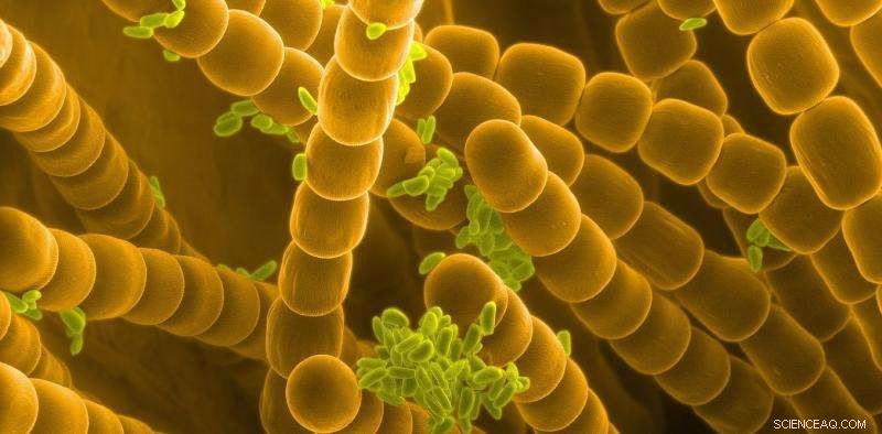 Exploring Whether Ecology Extends to the Subatomic Realm