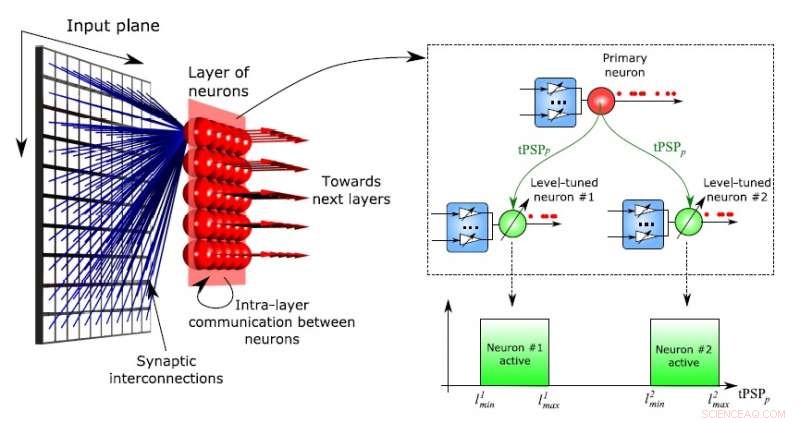 Neuromorphic Computing Replicates Key Brain Feature for Smarter AI