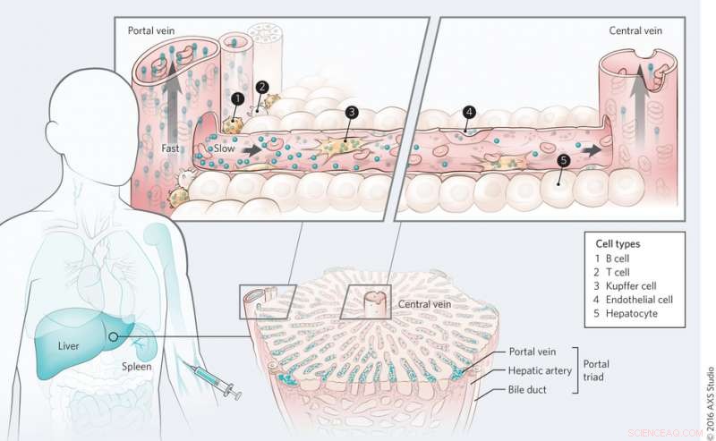 Research Reveals How the Liver Clears Nanomaterials