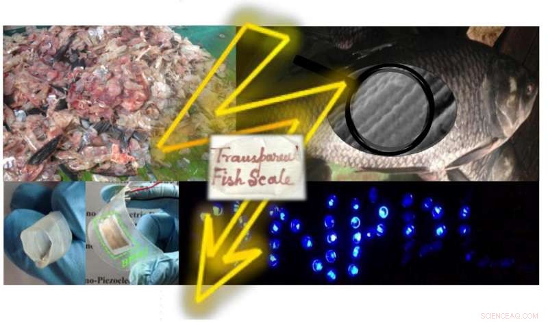 From Fish Scales to Power: Biowaste-Based Piezoelectric Harvesters