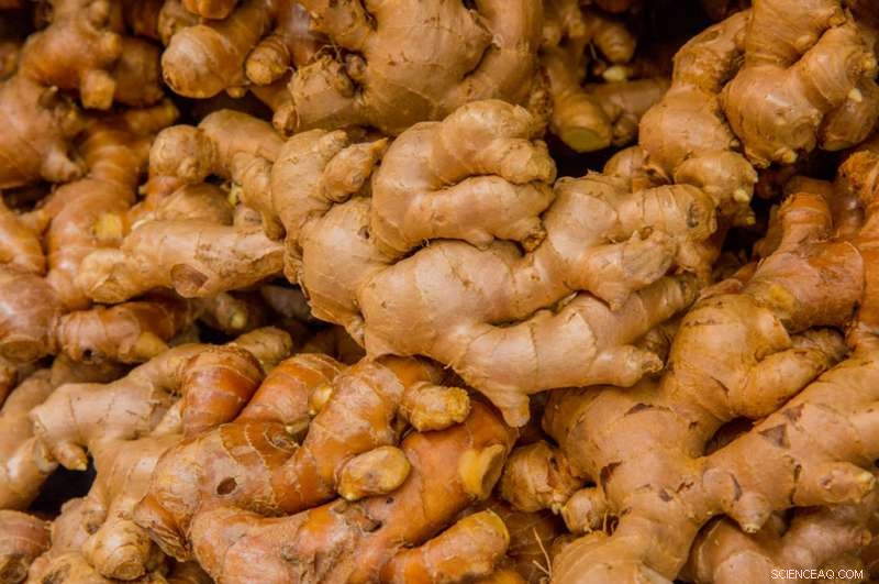 Edible Ginger-Derived Nano-Lipids Enhance Colon Cancer Drug Delivery, Study Finds