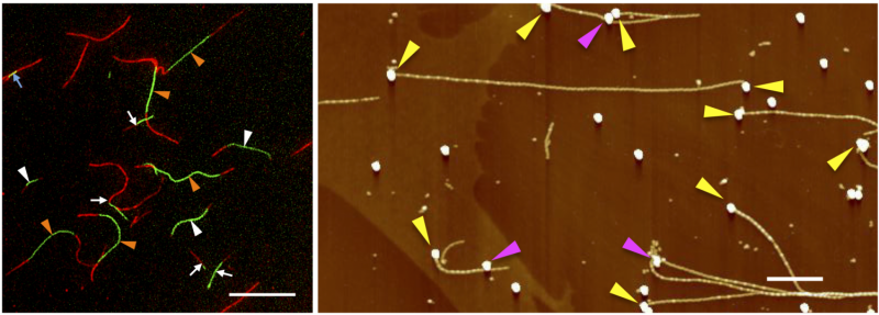 Innovative Technique for Patterning Functionalized Nanowires